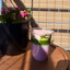Strawberry Ice Matcha Latte